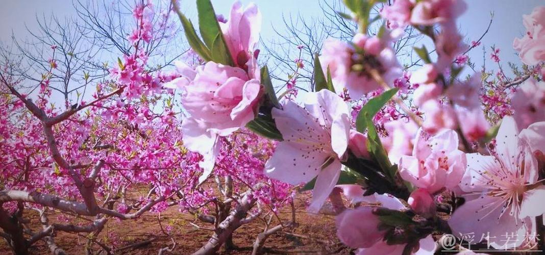 年轻教练充满活力，新疆之花绚丽绽放